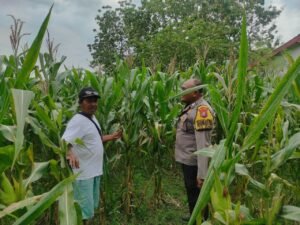 Polsek Temayang Dampingi Petani Jagung Perkuat Ketahanan Pangan