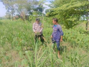 Polsek Sumberrejo Dampingi Petani Rawat Jagung, Dukung Ketahanan Pangan Nasional