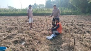 Dukung Swasembada Pangan, Polsek Baureno Intensif Dampingi Petani